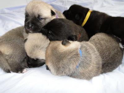 Pile of Norwegian Buhund Puppies - 15 Days old