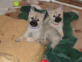 Two Norwegian Buhunds Puppies - About 2 months old.  